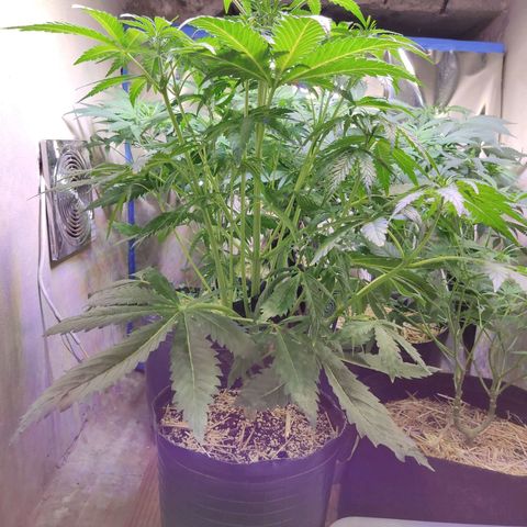 Gorilla Glue #4 growlog timeline photo