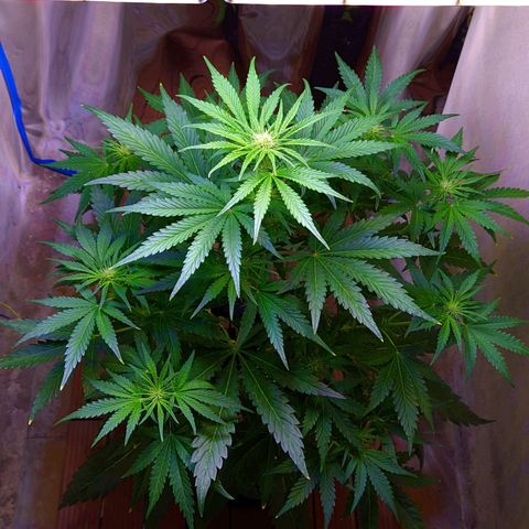 Gorilla Glue #4 growlog timeline photo