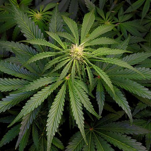 Gorilla Glue #4 growlog timeline photo