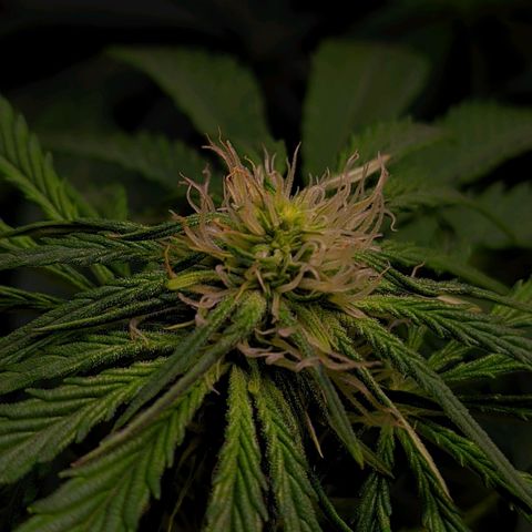 Gorilla Glue #4 growlog timeline photo