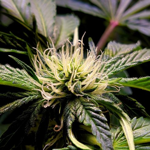 Gorilla Glue #4 growlog photo: Resino