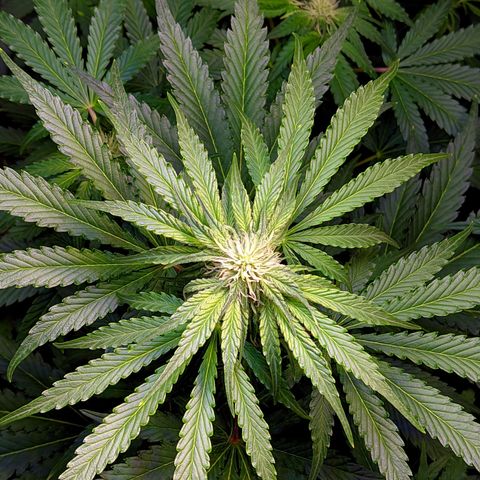Gorilla Glue #4 growlog photo: Resino