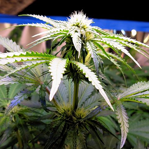 Gorilla Glue #4 growlog photo: Resino