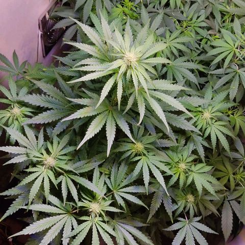 Gorilla Glue #4 growlog photo: Resino