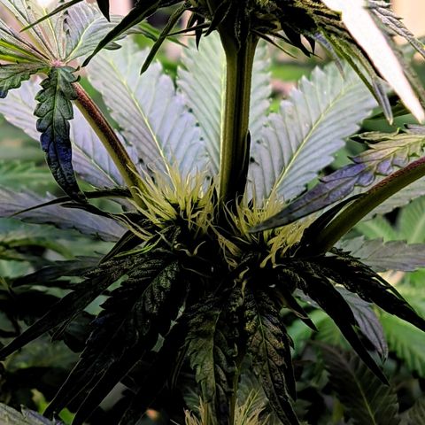 Gorilla Glue #4 growlog photo: Resino