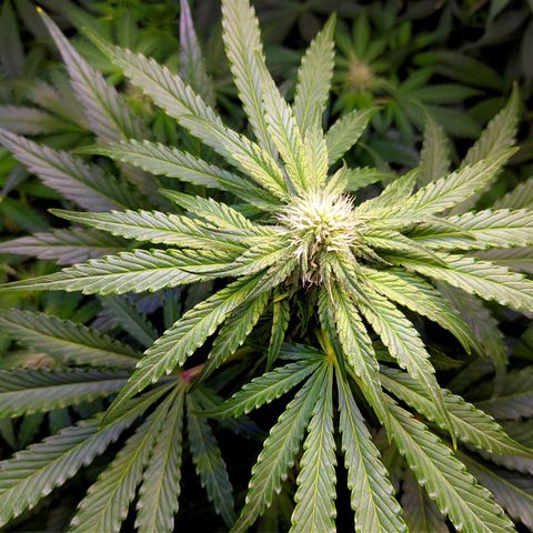 Gorilla Glue #4 growlog timeline photo