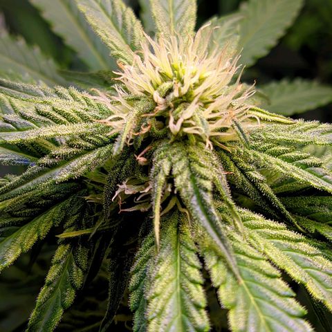 Gorilla Glue #4 growlog timeline photo