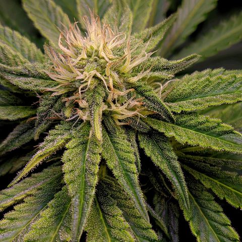 Gorilla Glue #4 growlog timeline photo