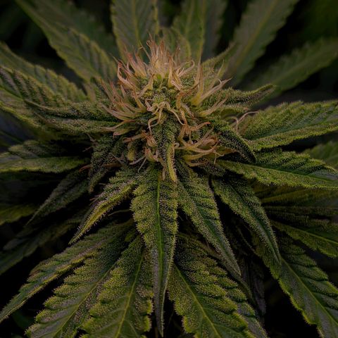 Gorilla Glue #4 growlog timeline photo