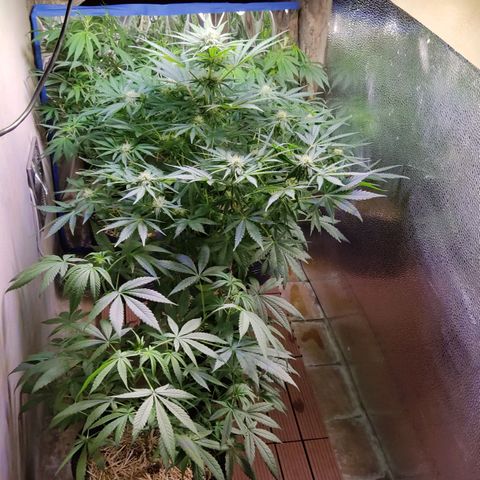 Gorilla Glue #4 growlog timeline photo