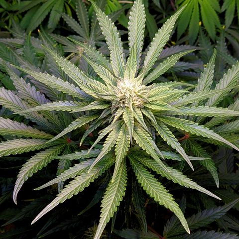 Gorilla Glue #4 growlog timeline photo
