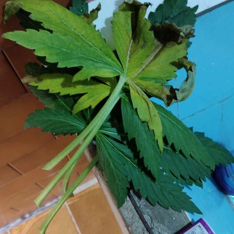 Gorilla Glue #4 growlog timeline photo