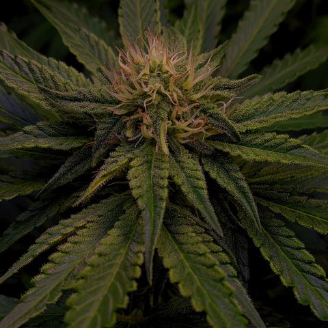 Gorilla Glue #4 growlog timeline photo