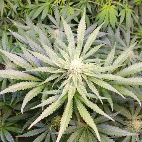 Gorilla Glue #4 growlog timeline photo