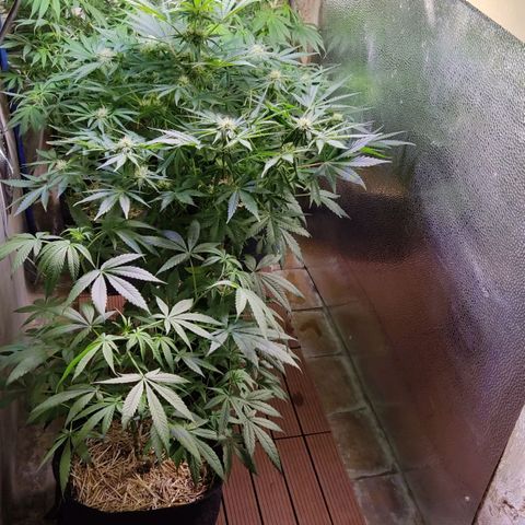Gorilla Glue #4 growlog timeline photo