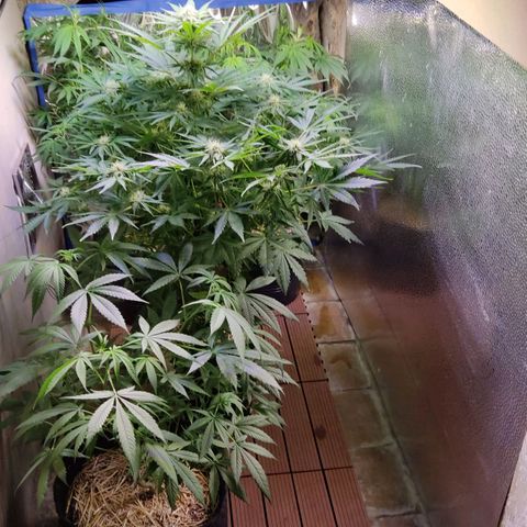 Gorilla Glue #4 growlog timeline photo