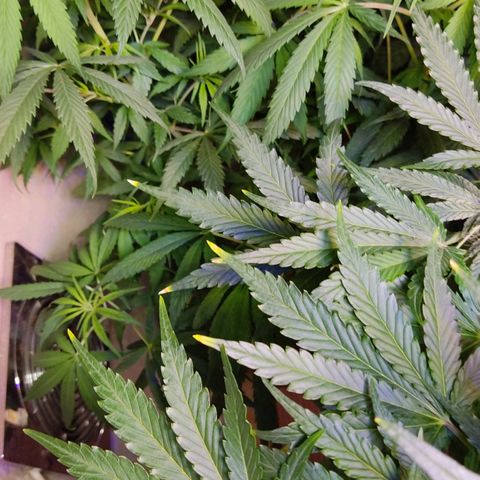 Gorilla Glue #4 growlog timeline photo