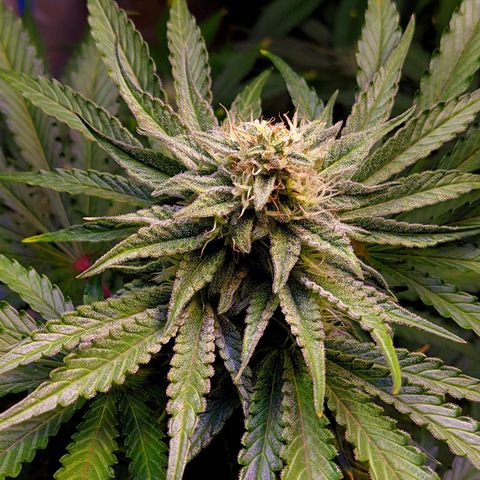 Gorilla Glue #4 growlog photo: Mamaa