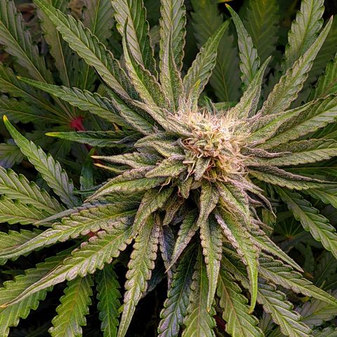 Gorilla Glue #4 growlog photo: Mamaa