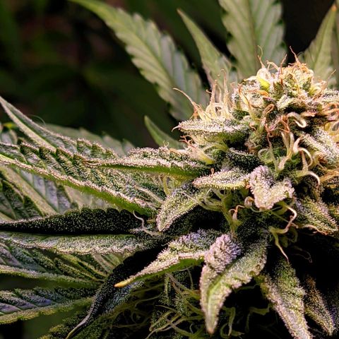 Gorilla Glue #4 growlog timeline photo