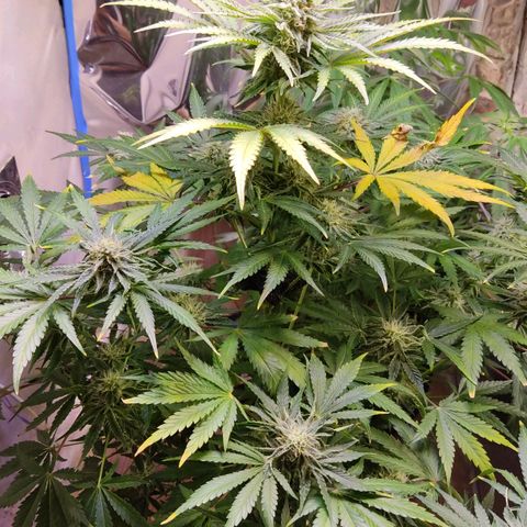 Gorilla Glue #4 growlog timeline photo