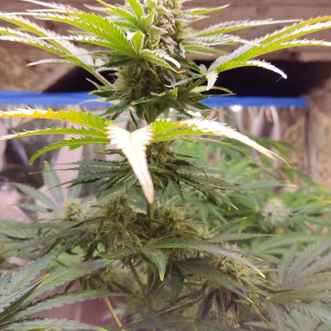Gorilla Glue #4 growlog timeline photo