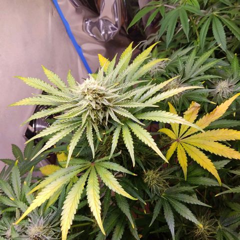 Gorilla Glue #4 growlog timeline photo