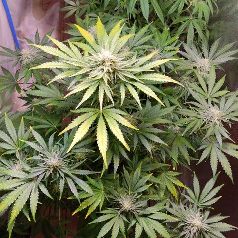 Gorilla Glue #4 growlog timeline photo