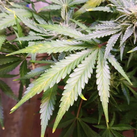 Gorilla Glue #4 growlog timeline photo