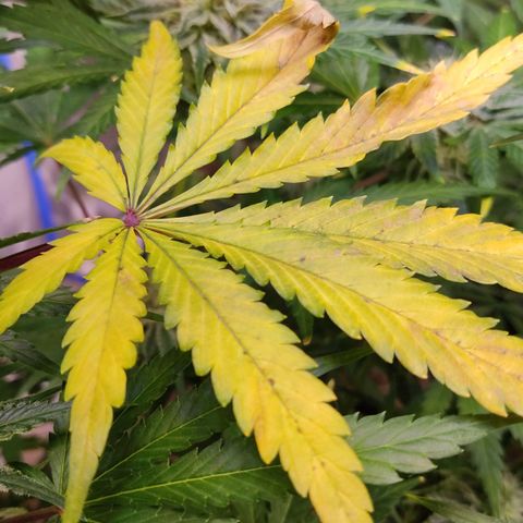 Gorilla Glue #4 growlog timeline photo