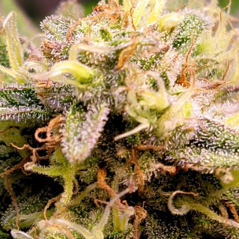 Gorilla Glue #4 growlog timeline photo