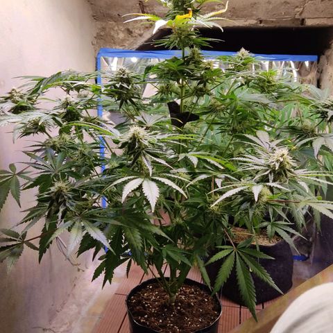 Gorilla Glue #4 growlog timeline photo