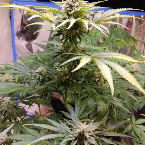 Gorilla Glue #4 growlog timeline photo