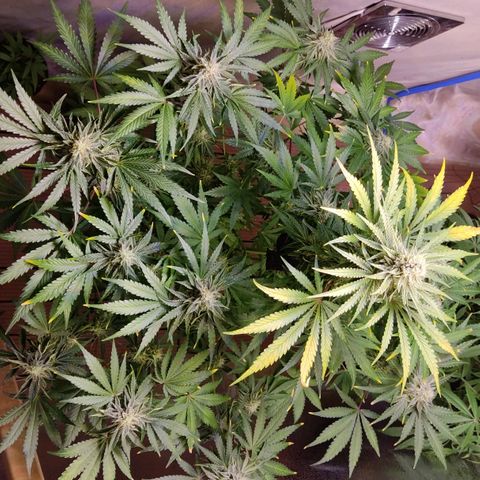 Gorilla Glue #4 growlog timeline photo