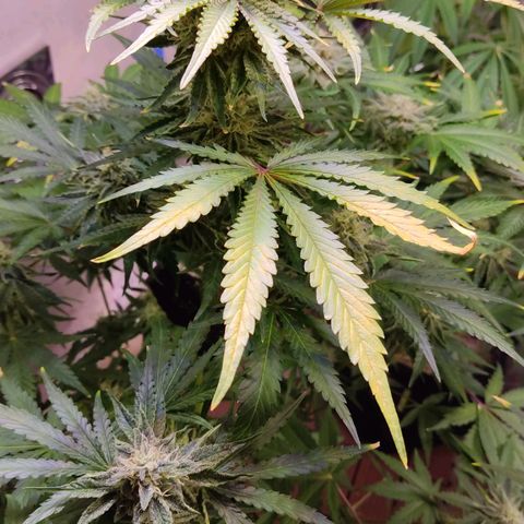 Gorilla Glue #4 growlog timeline photo