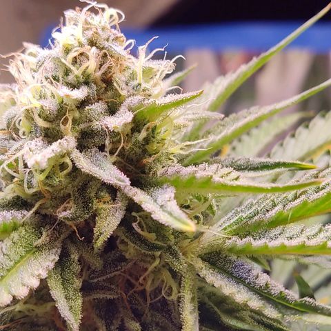 Gorilla Glue #4 growlog timeline photo