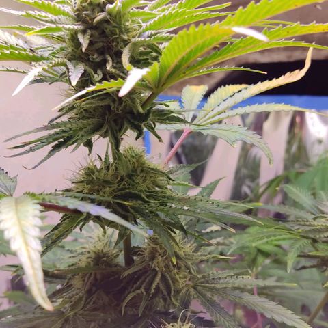 Gorilla Glue #4 growlog timeline photo
