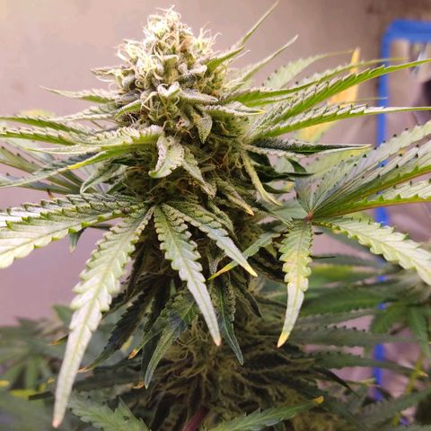Gorilla Glue #4 growlog timeline photo