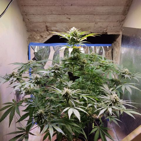 Gorilla Glue #4 growlog timeline photo