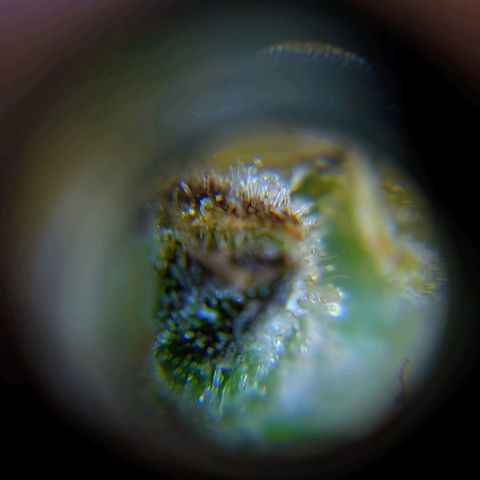 Gorilla Glue #4 growlog timeline photo
