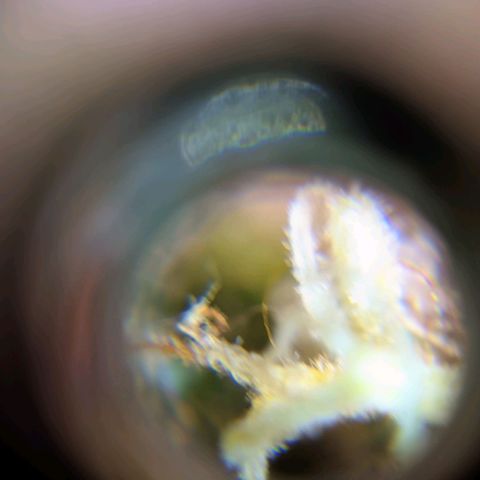 Gorilla Glue #4 growlog timeline photo