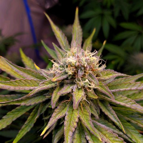 Gorilla Glue #4 growlog timeline photo