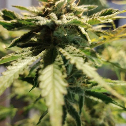 Gorilla Glue #4 growlog timeline photo