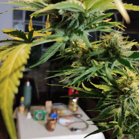 Gorilla Glue #4 growlog timeline photo
