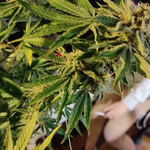 Gorilla Glue #4 growlog timeline photo