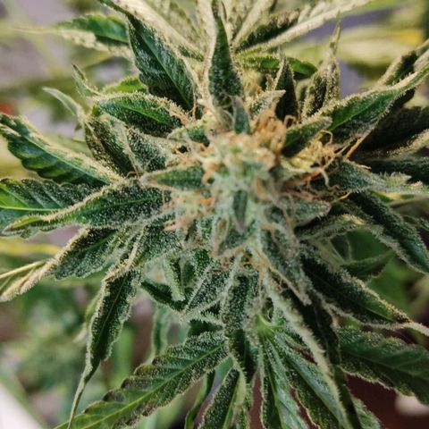 Gorilla Glue #4 growlog timeline photo