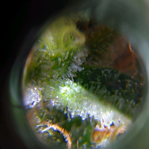 Gorilla Glue #4 growlog timeline photo