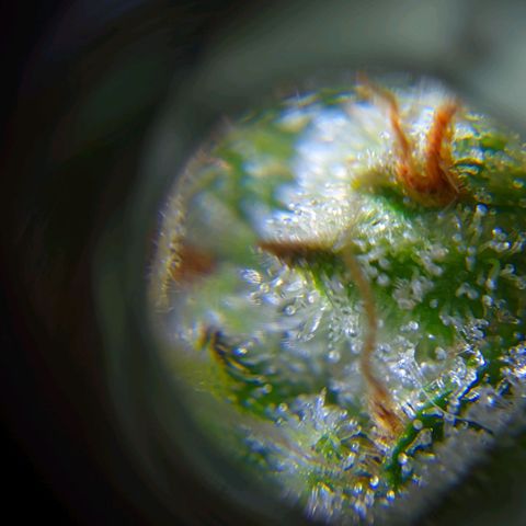 Gorilla Glue #4 growlog timeline photo