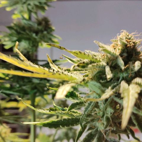 Gorilla Glue #4 growlog timeline photo