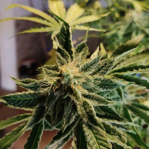 Gorilla Glue #4 growlog timeline photo